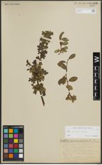 Foto von Salix alpina Scop. x Salix retusa L.